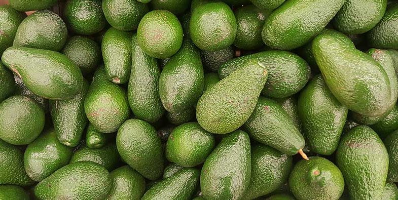 Avocado
