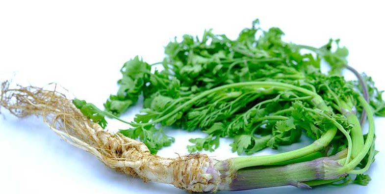 Coriander