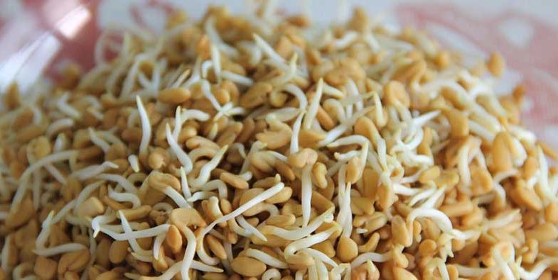 Fenugreek