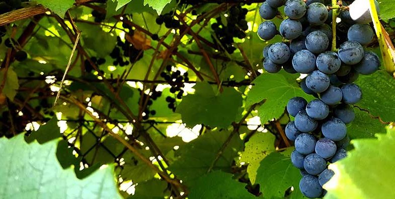 Grapes