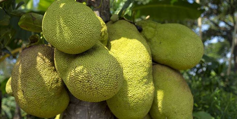 Jackfruit