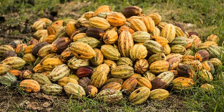cacao